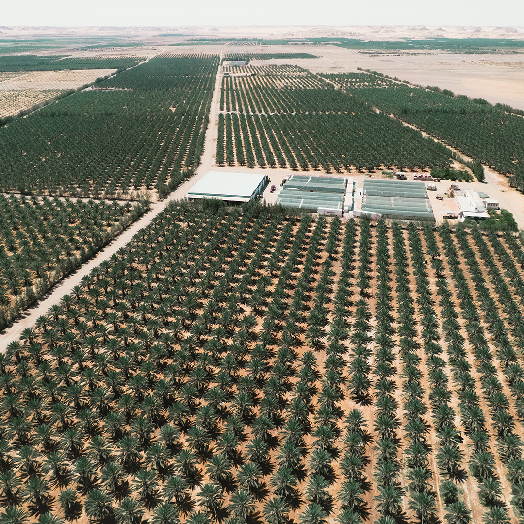 Palm Egypt Farm in Bahariya Oasis · Palm Egypt 4
