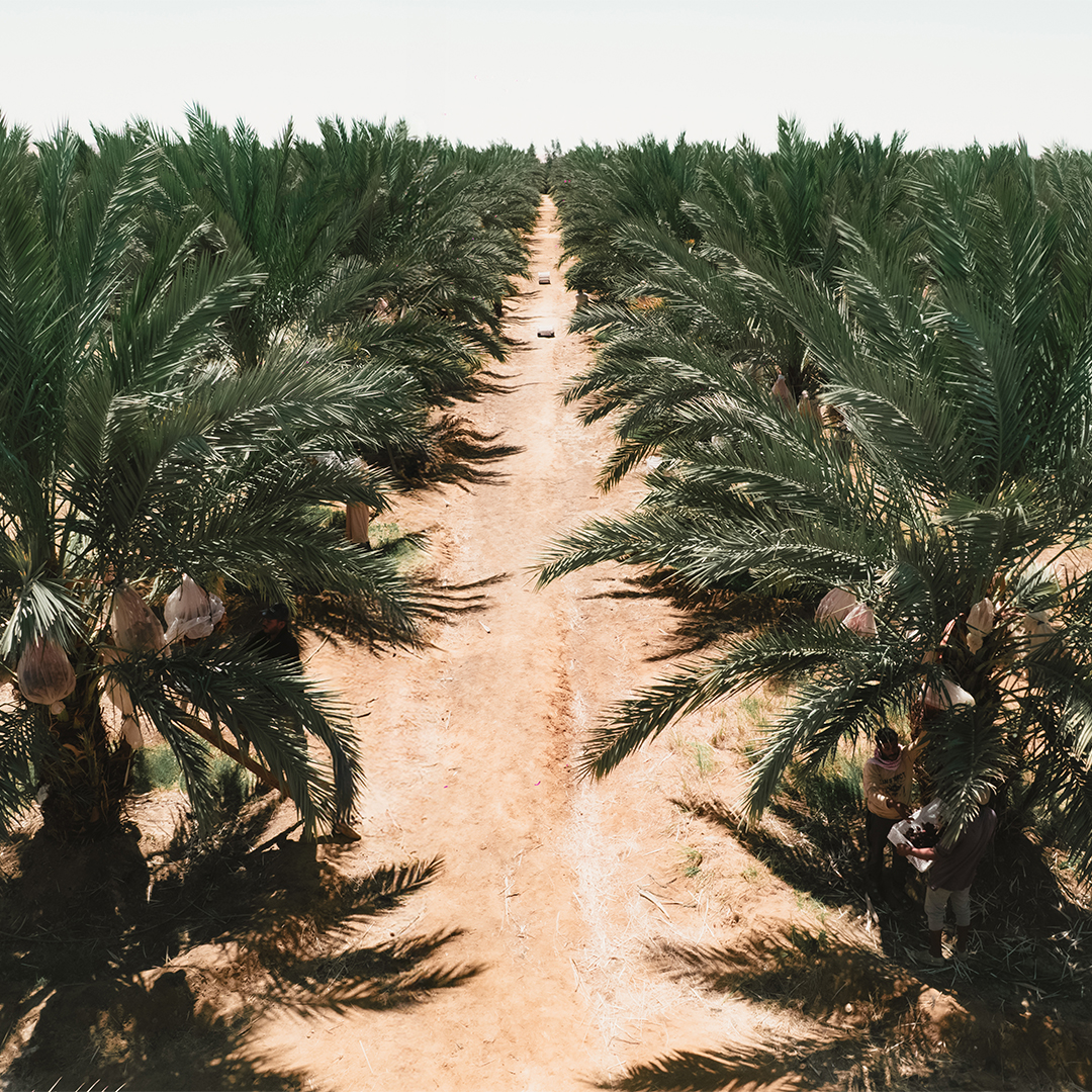 Palm Egypt Farm in Bahariya Oasis