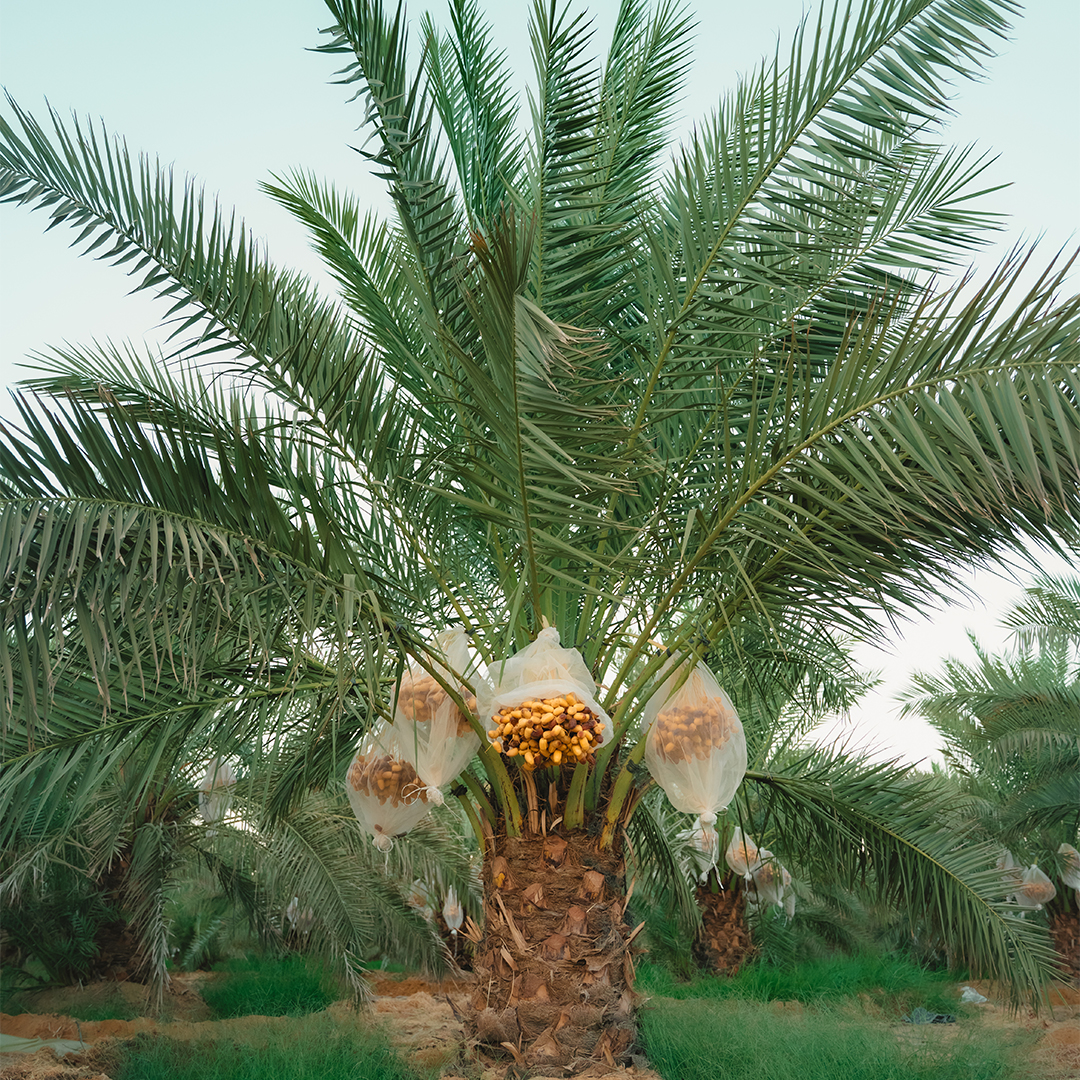 Palm Egypt Farm in Bahariya Oasis · Palm Egypt 8