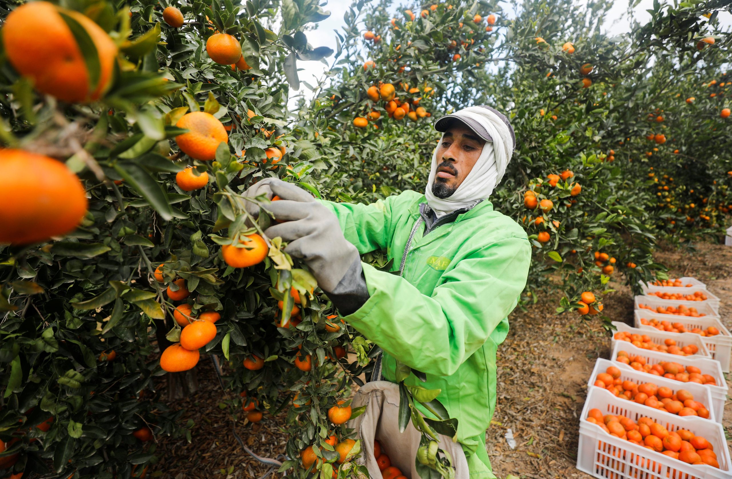 Mandarins · Palm Egypt