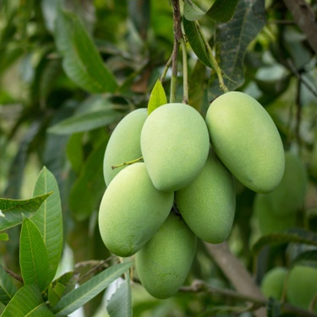 green mango1