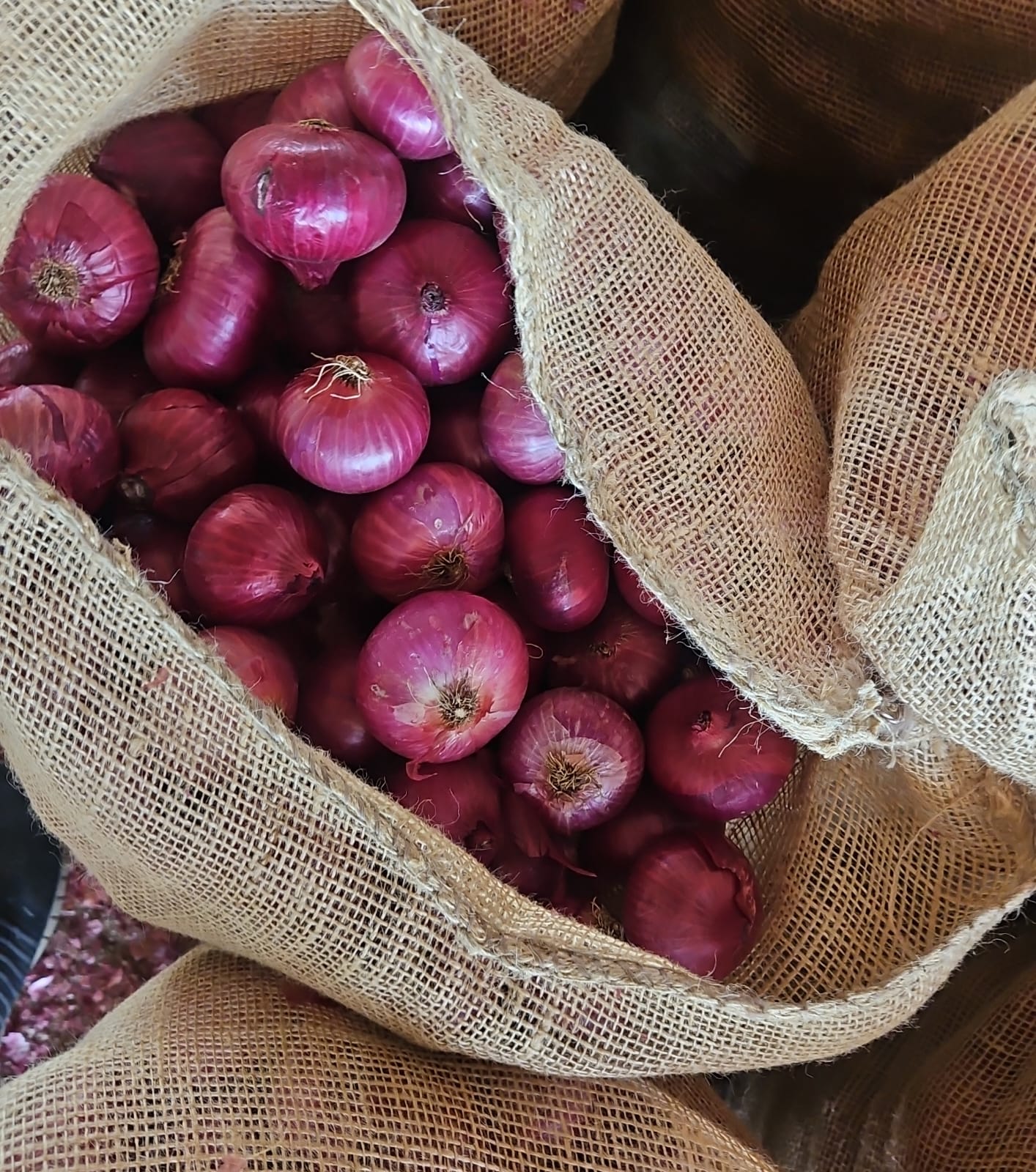 Red Onions · Palm Egypt